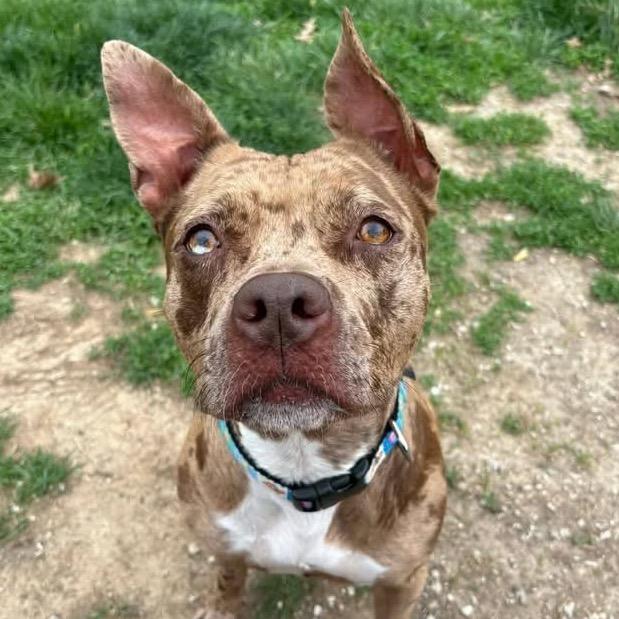 Enlarge Reesie, a Adoptable Mixed Breed in O'Fallon, MO image 2/6