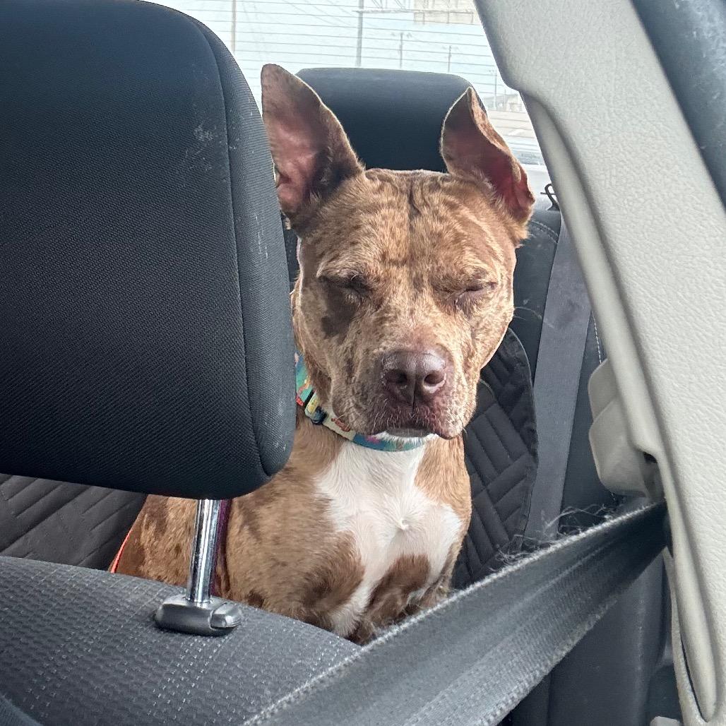 Enlarge Reesie, a Adoptable Mixed Breed in O'Fallon, MO image 3/6