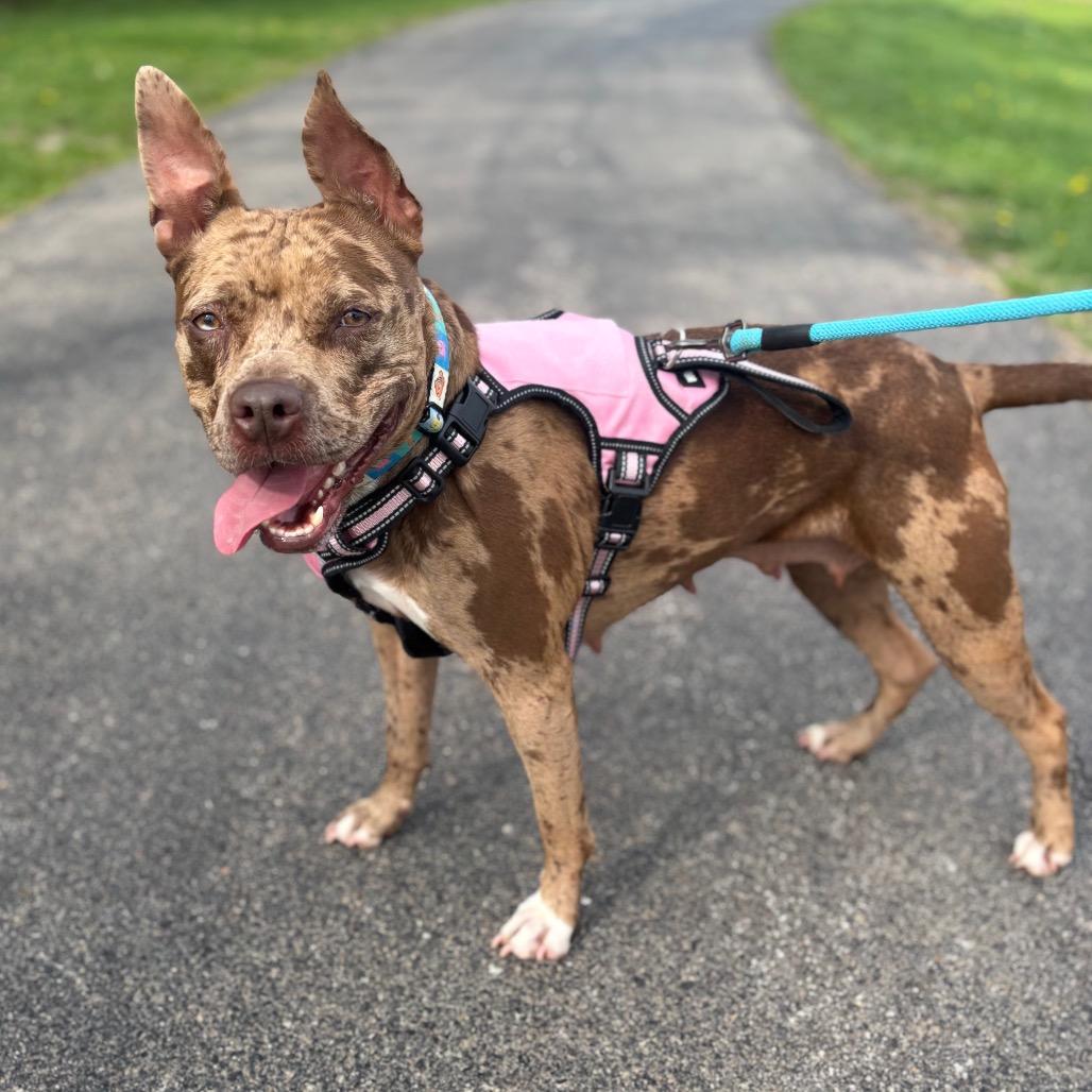 Enlarge Reesie, a Adoptable Mixed Breed in O'Fallon, MO image 4/6