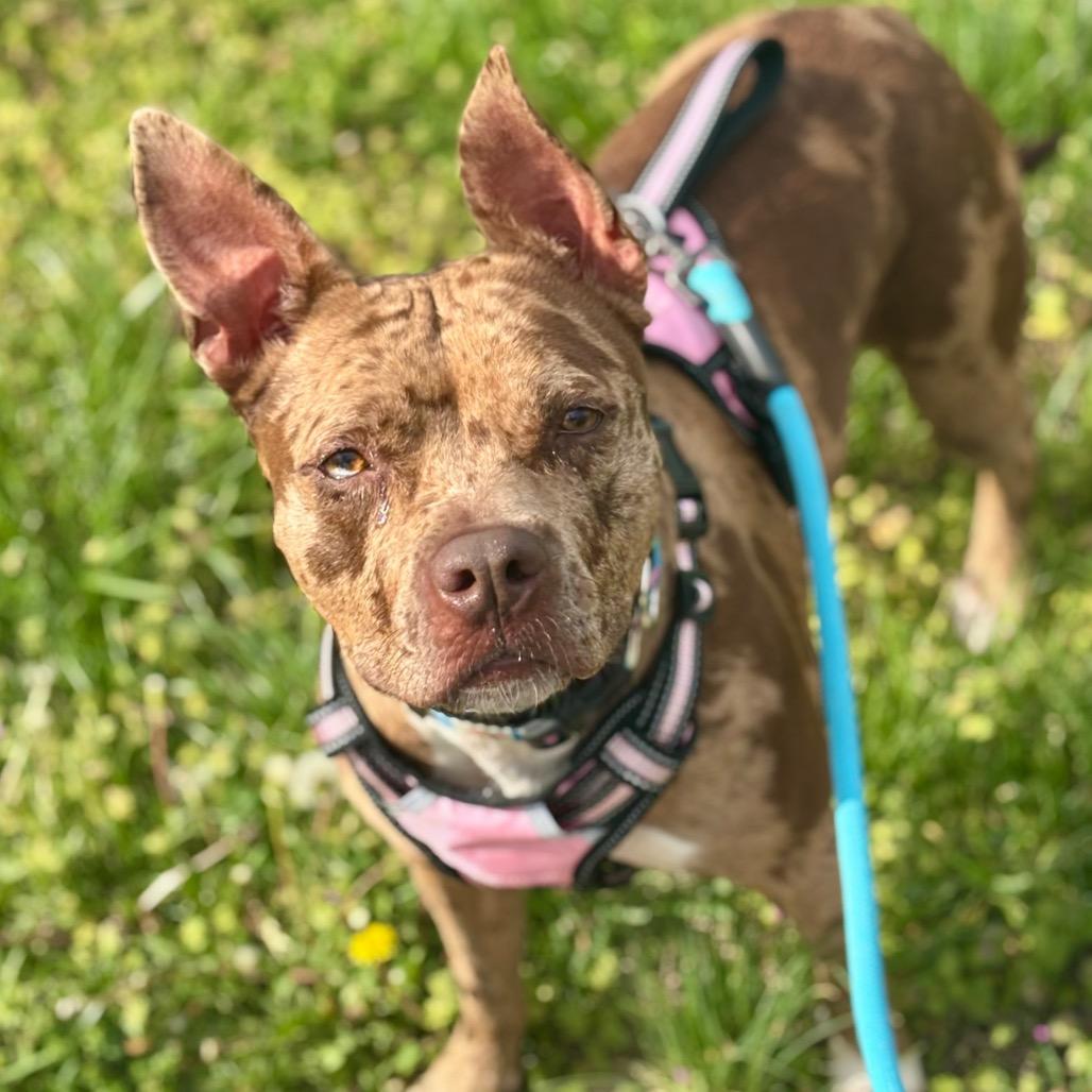 Enlarge Reesie, a Adoptable Mixed Breed in O'Fallon, MO image 5/6