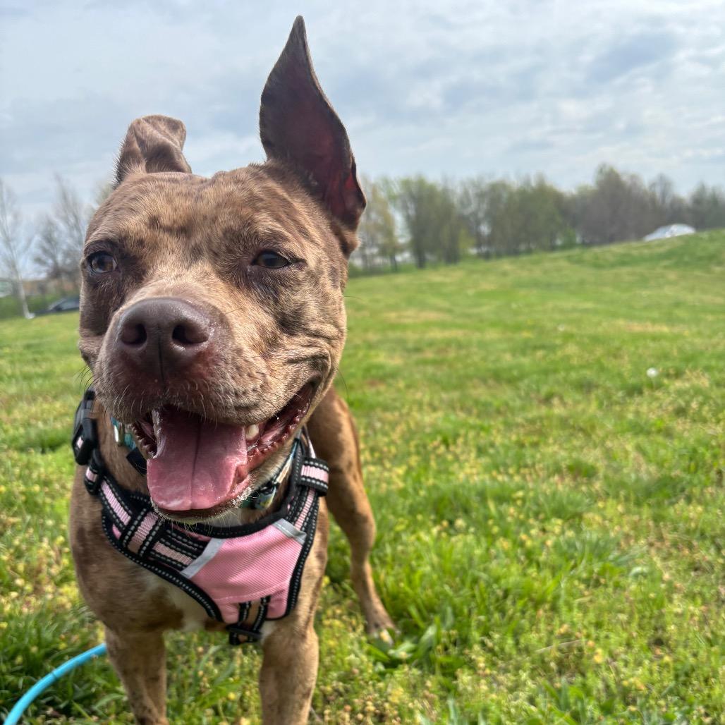 Enlarge Reesie, a Adoptable Mixed Breed in O'Fallon, MO image 6/6