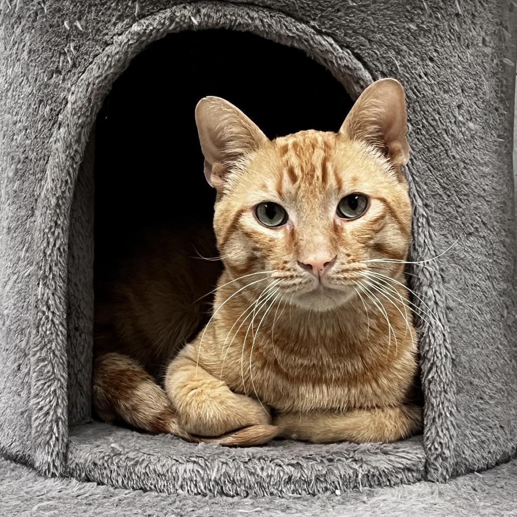 Enlarge Shelby, a Adoptable Domestic Short Hair in Yucca Valley, CA image 1/5