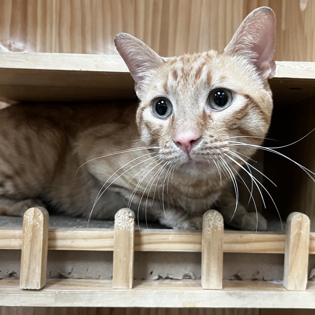 Enlarge Shelby, a Adoptable Domestic Short Hair in Yucca Valley, CA image 2/5
