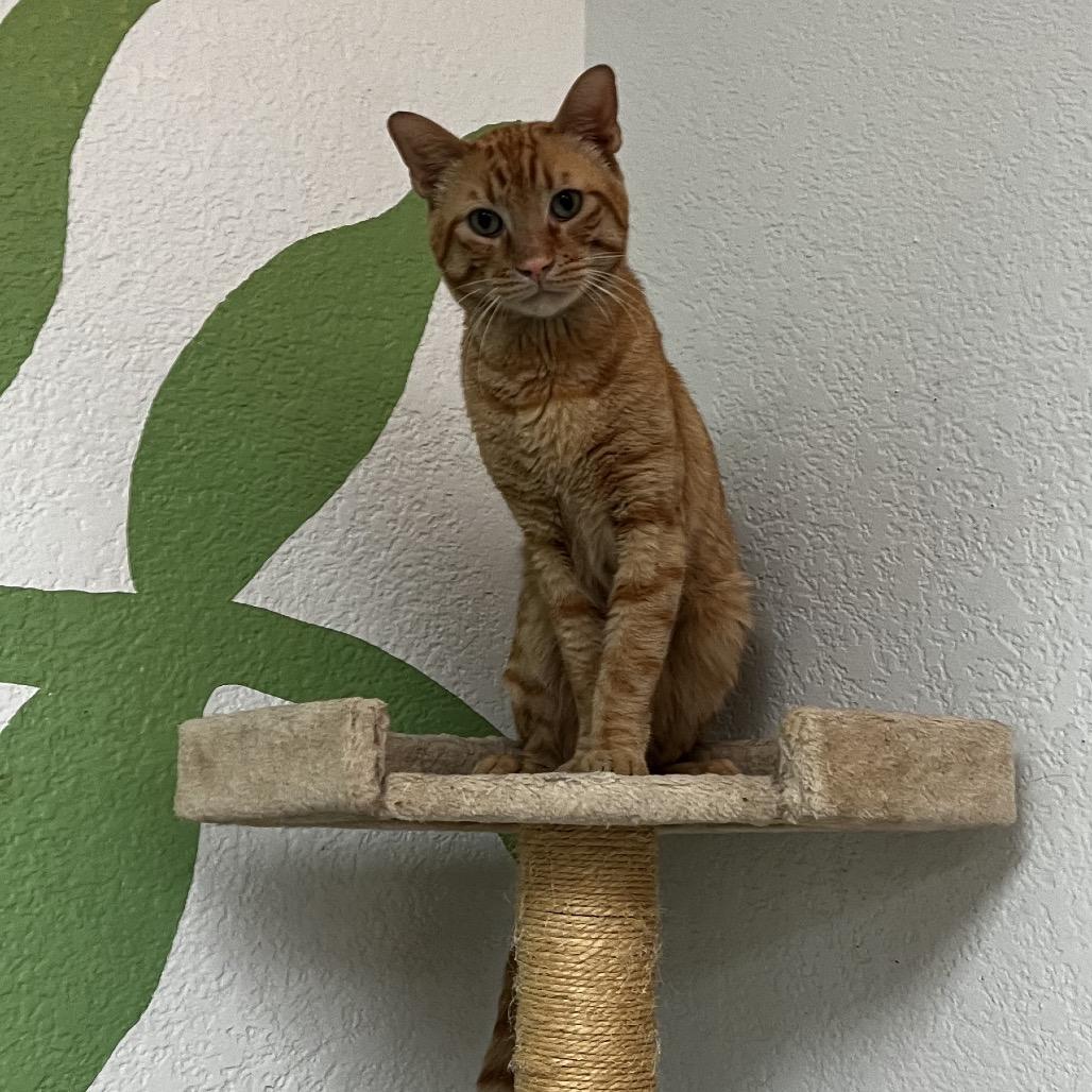 Enlarge Shelby, a Adoptable Domestic Short Hair in Yucca Valley, CA image 3/5