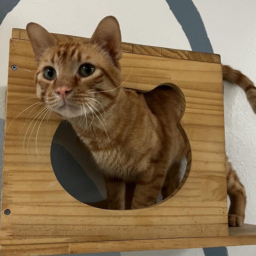 Enlarge Shelby, a Adoptable Domestic Short Hair in Yucca Valley, CA image 4/5