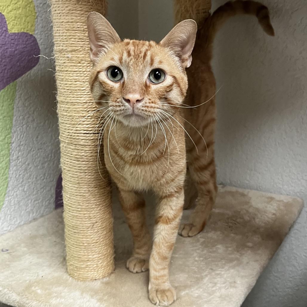 Enlarge Shelby, a Adoptable Domestic Short Hair in Yucca Valley, CA image 5/5