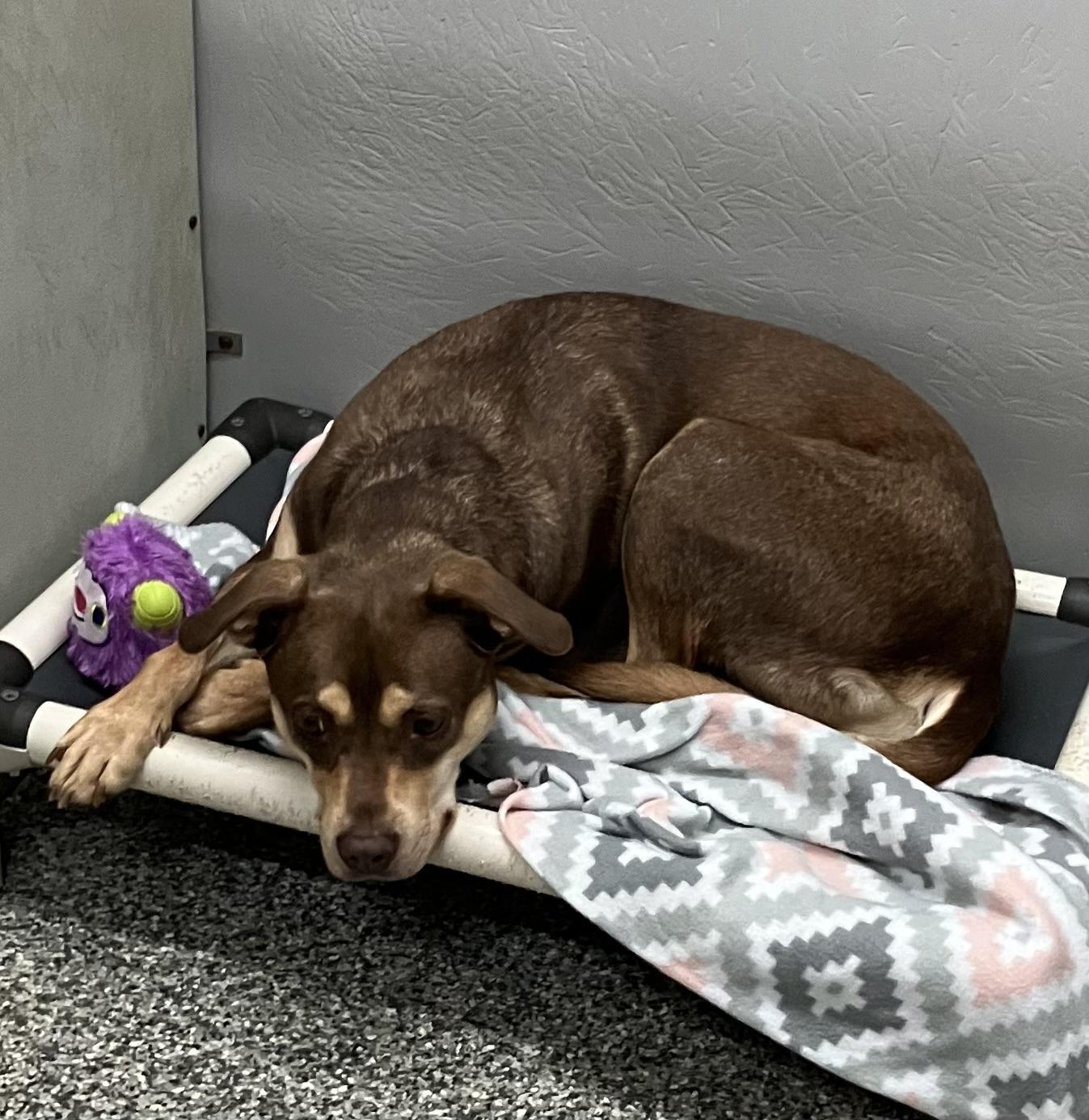 Mocha, adoptable, Young Female Mixed Breed.