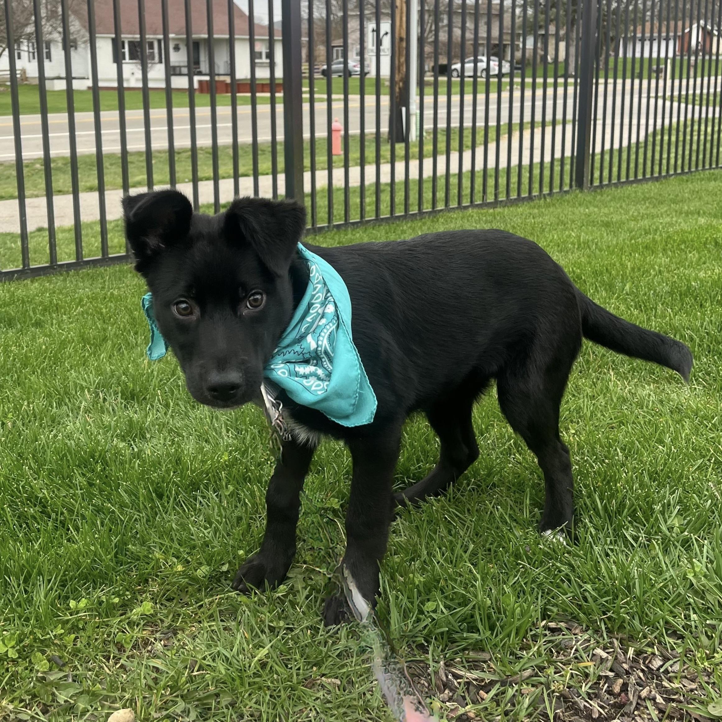 Moe, an adoptable Mixed Breed in Canal Winchester, OH image 3/3