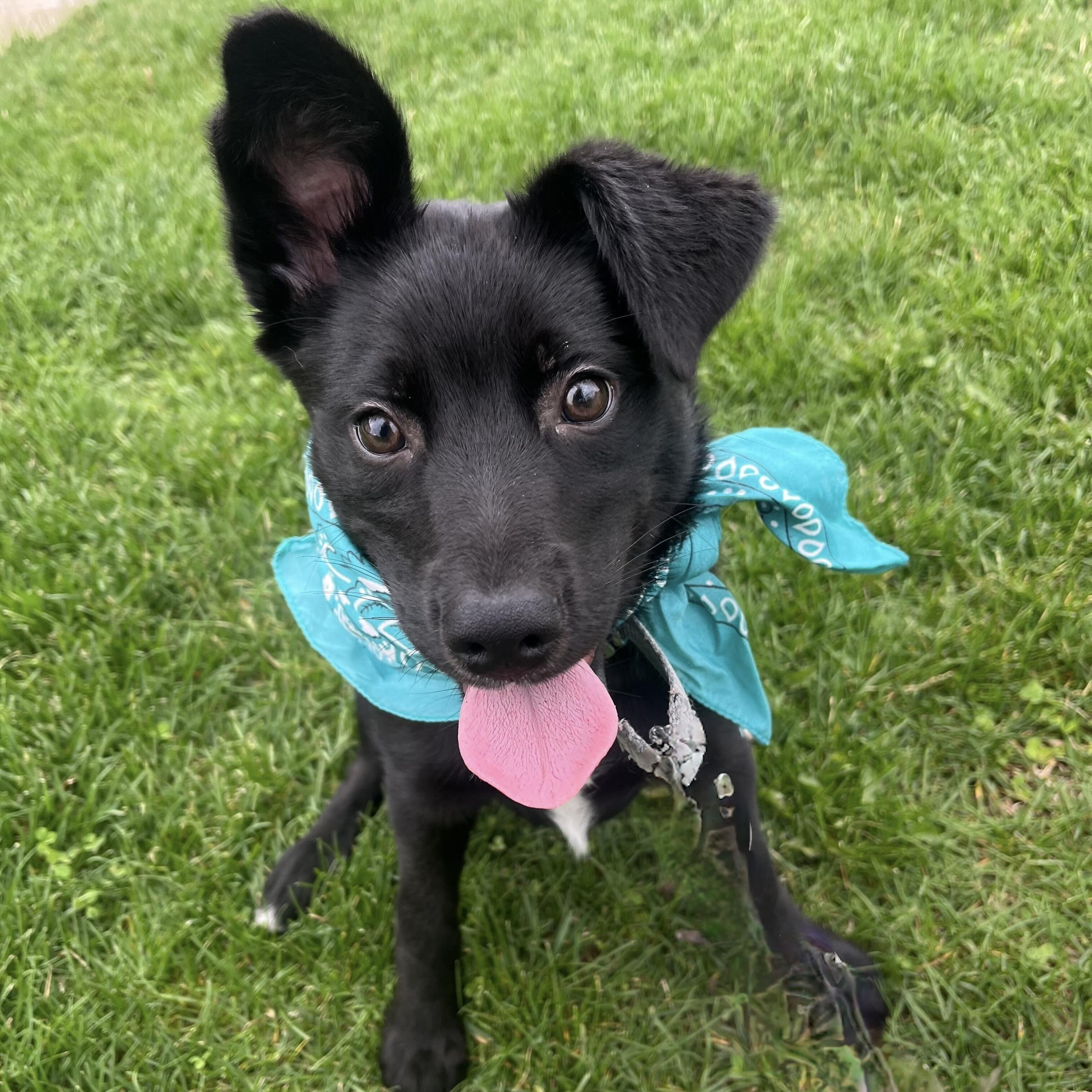 Moe, an adoptable Mixed Breed in Canal Winchester, OH image 1/3