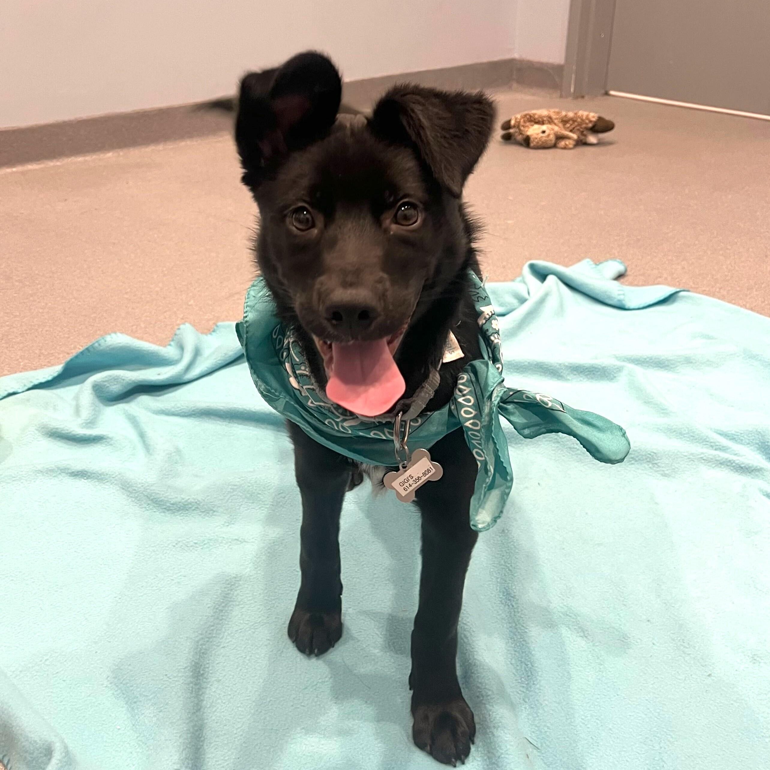 Moe, an adoptable Mixed Breed in Canal Winchester, OH image 2/3