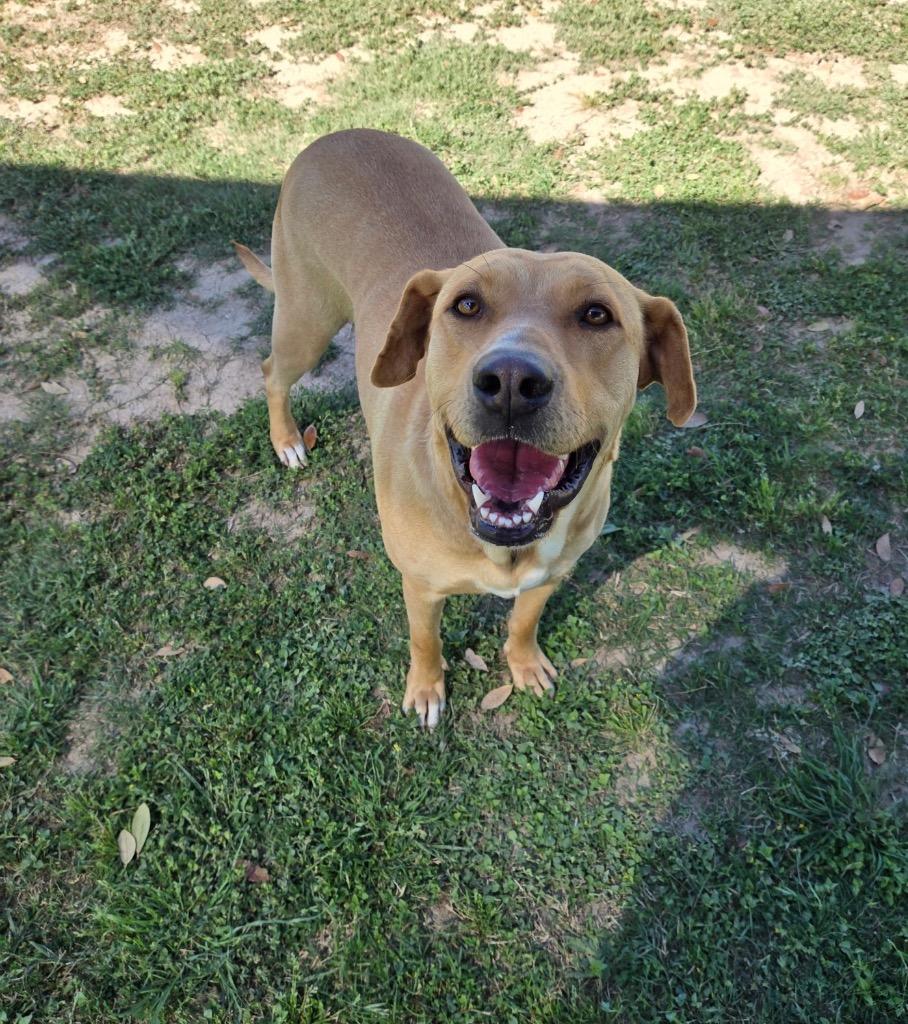 Sona, Adoptable, Adult Female Labrador Retriever.