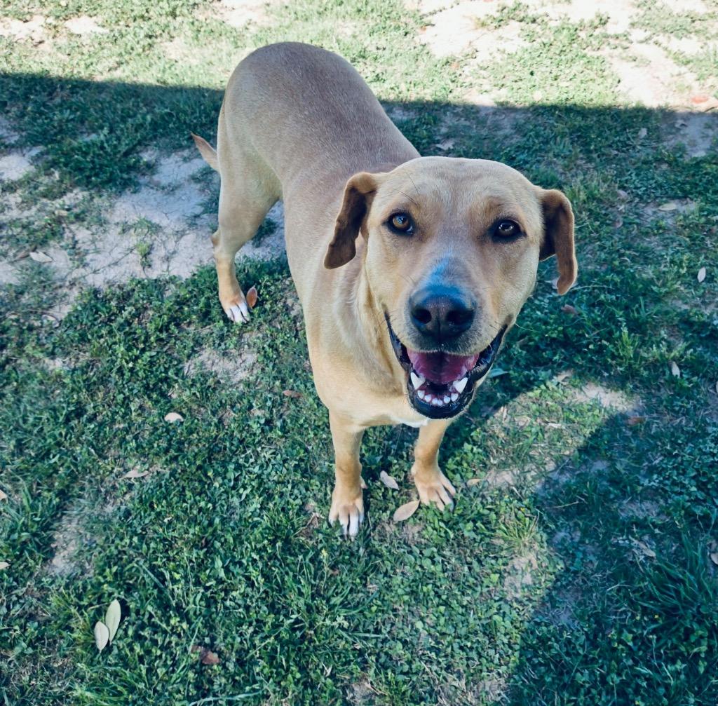 Enlarge Sona, a Adoptable mixed breed in Seguin, TX image 2/2