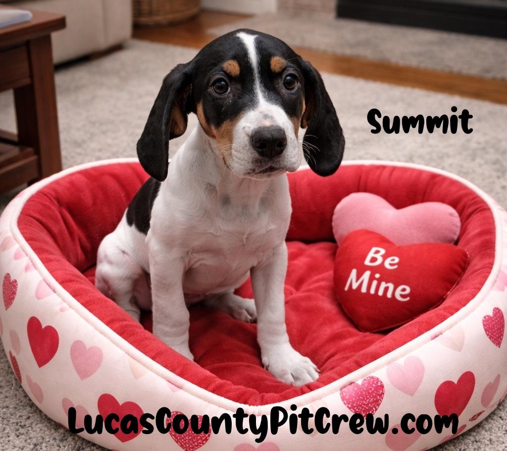 Enlarge Summit, an adopted mixed breed in Toledo, OH image 3/3