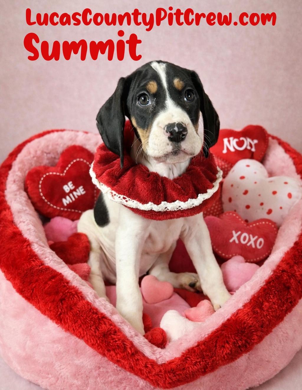Enlarge Summit, an adopted mixed breed in Toledo, OH image 1/3