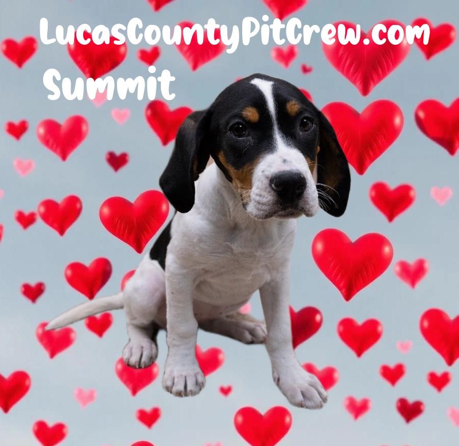 Enlarge Summit, an adopted mixed breed in Toledo, OH image 2/3