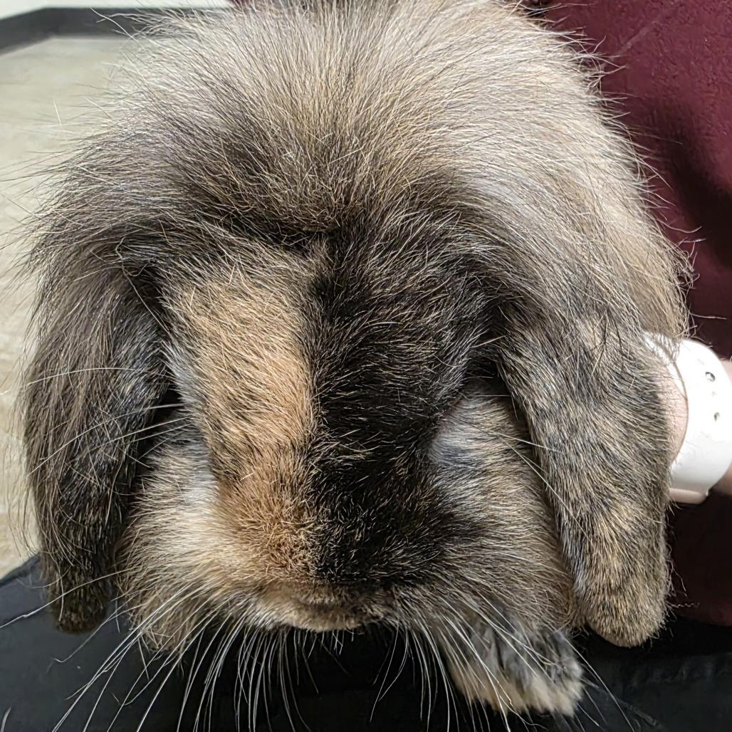Enlarge Jelly, a Adoptable mixed breed in Saint Cloud, MN image 1/1