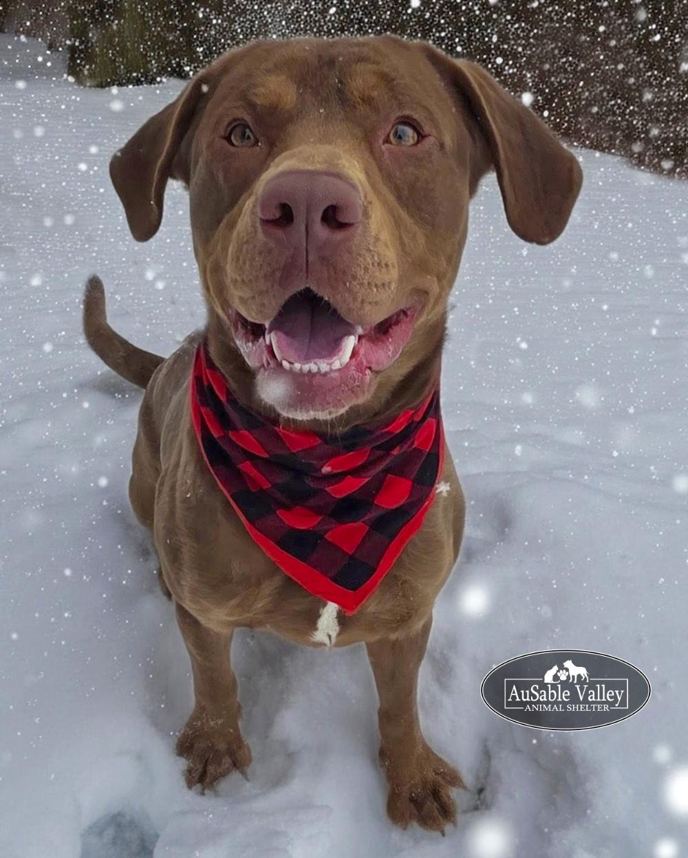 Tigger, a Adoptable mixed breed in Grayling, MI image 2/6