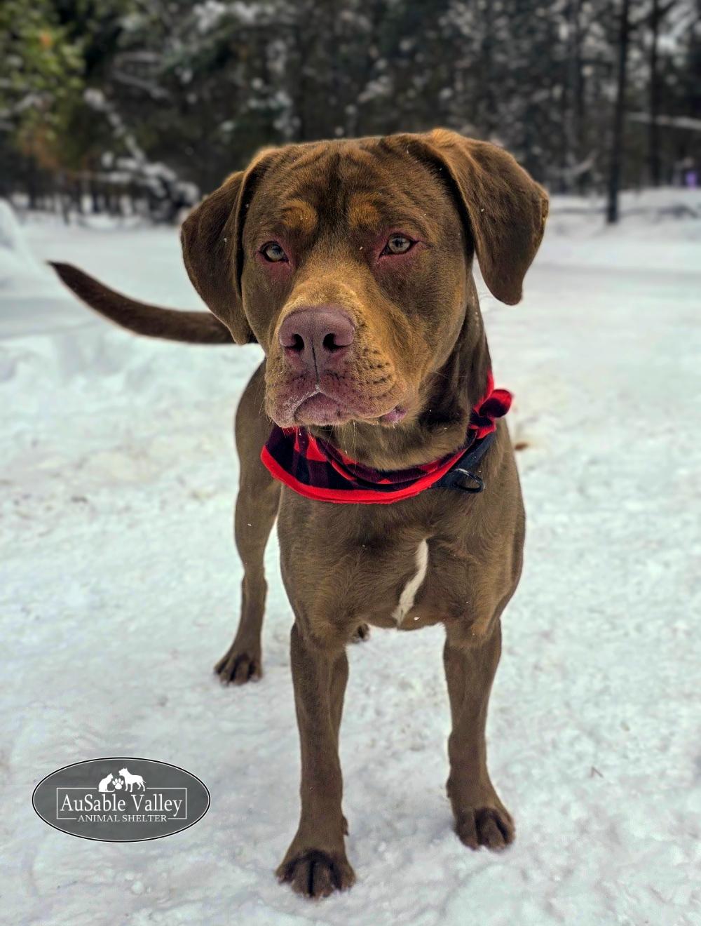 Tigger, a Adoptable mixed breed in Grayling, MI image 6/6