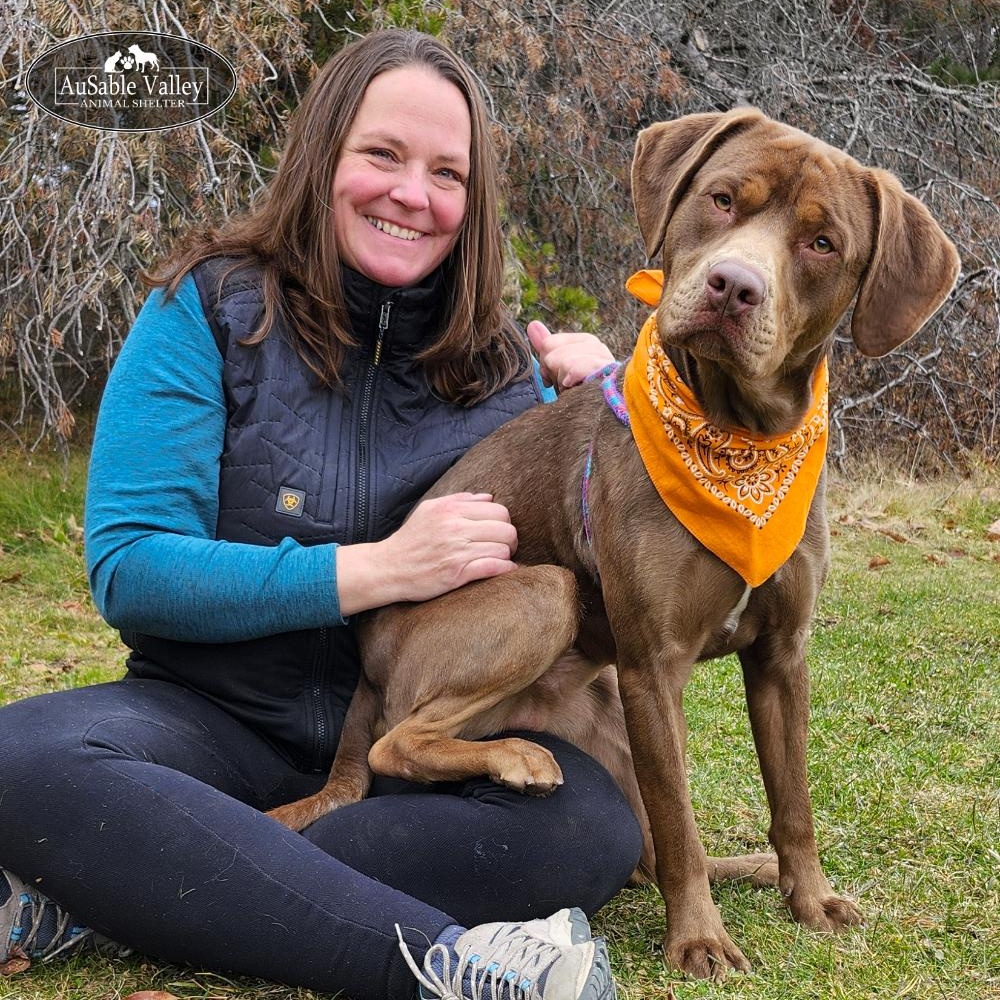 Tigger, Adoptable, Adult Male Mixed Breed.