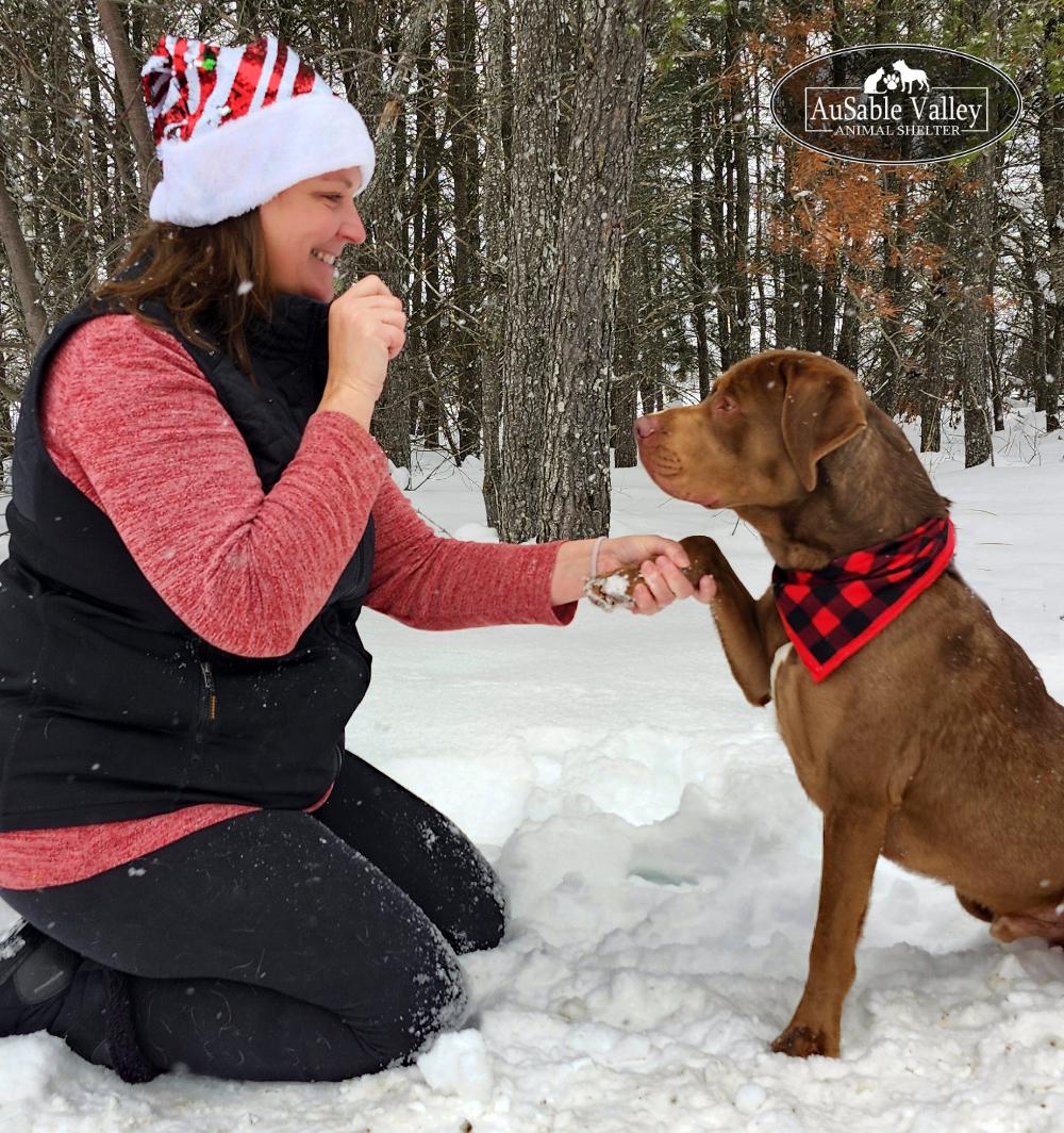 Tigger, a Adoptable mixed breed in Grayling, MI image 4/6