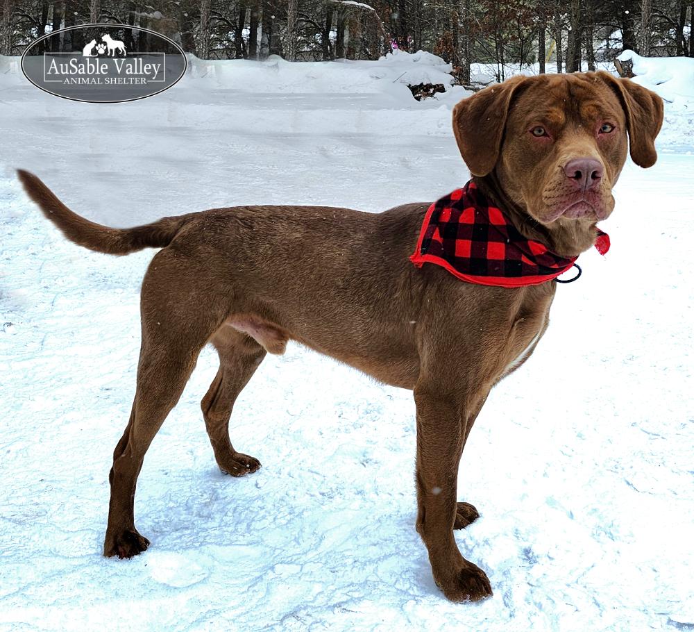 Tigger, a Adoptable mixed breed in Grayling, MI image 5/6