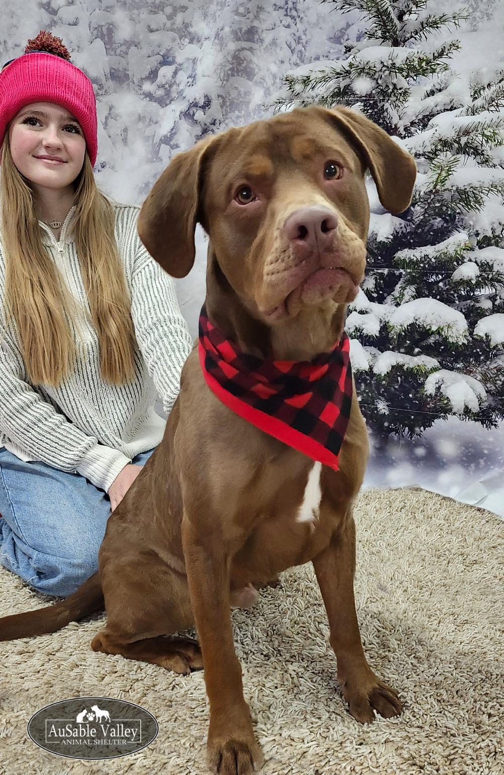 Tigger, Adoptable, Adult Male Mixed Breed.