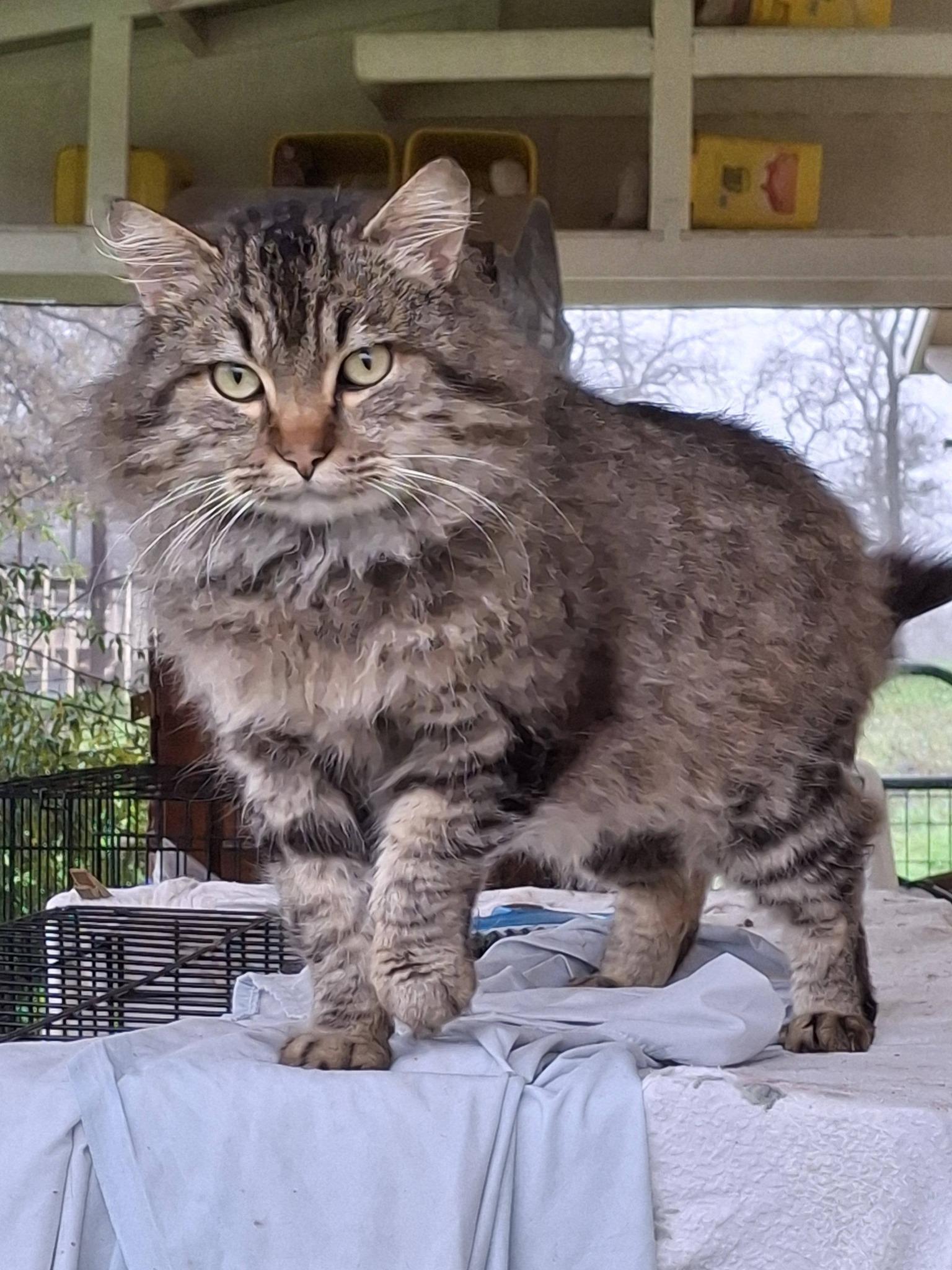 Enlarge Ruffus, an adopted Maine Coon in Cottonwood, CA image 1/3