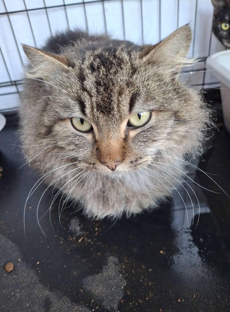Enlarge Ruffus, an adopted Maine Coon in Cottonwood, CA image 2/3
