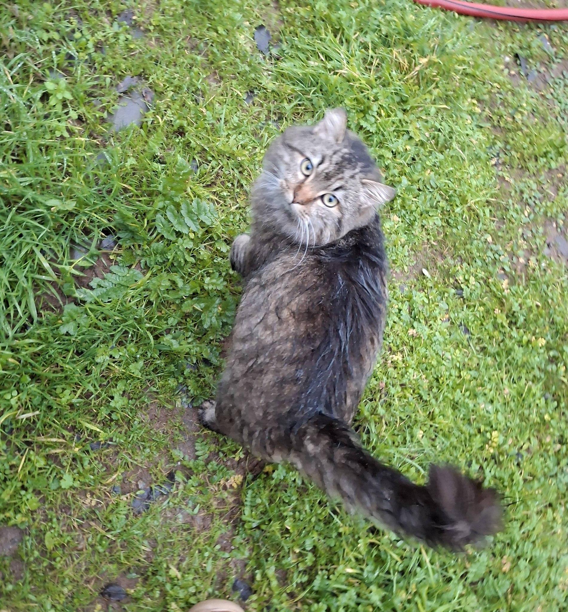 Enlarge Ruffus, an adopted Maine Coon in Cottonwood, CA image 3/3