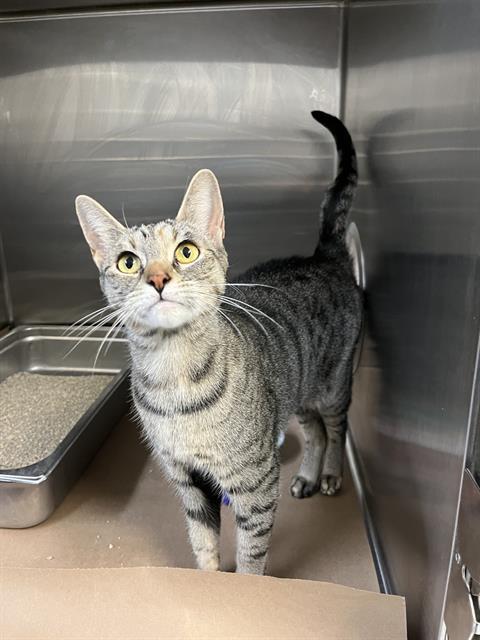 CINNAMON, Adoptable, Young Female Domestic Short Hair.