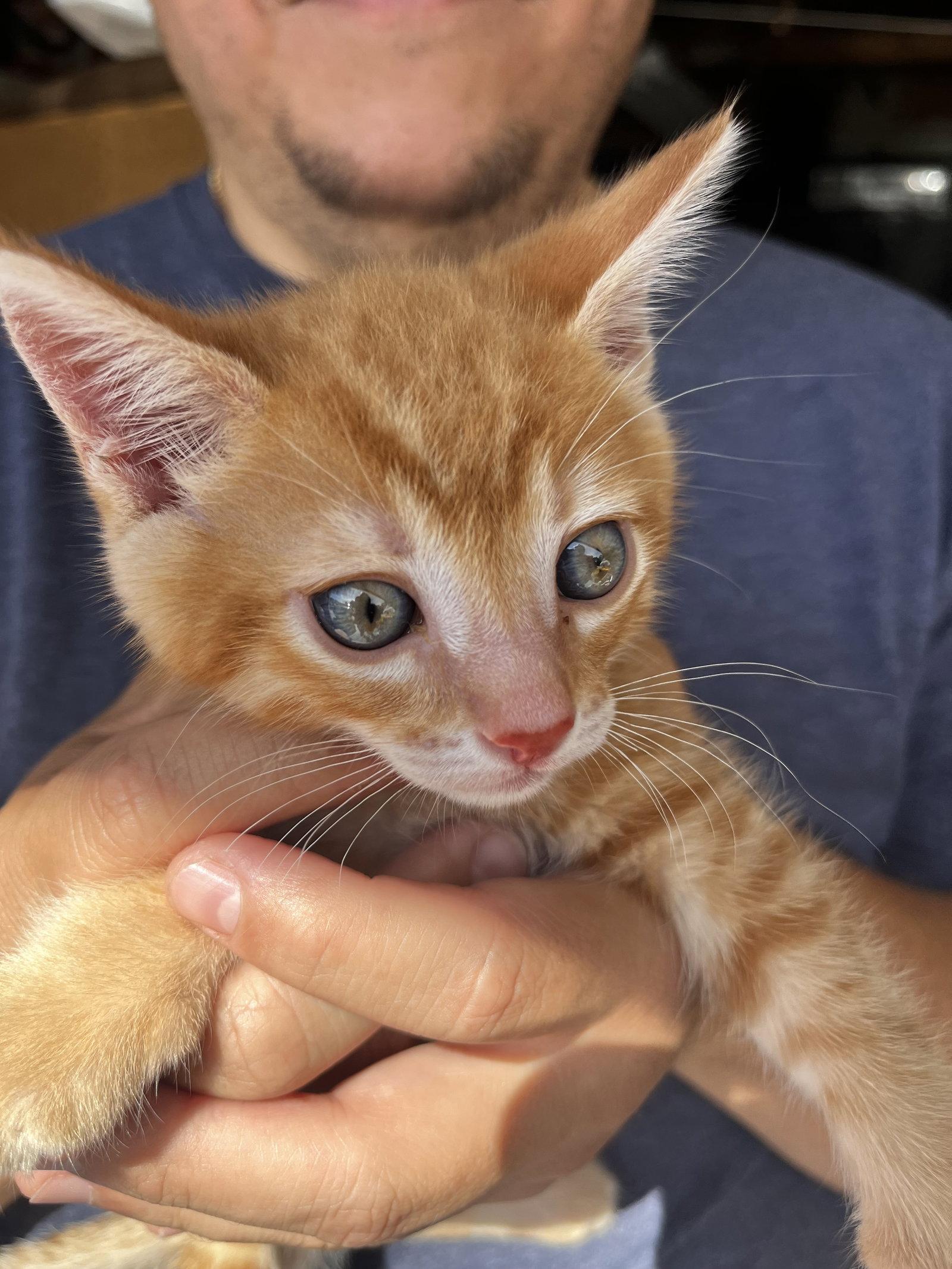 Enlarge Chicken Nugget, a Adopted Domestic Short Hair in Fremont, CA image 1/1
