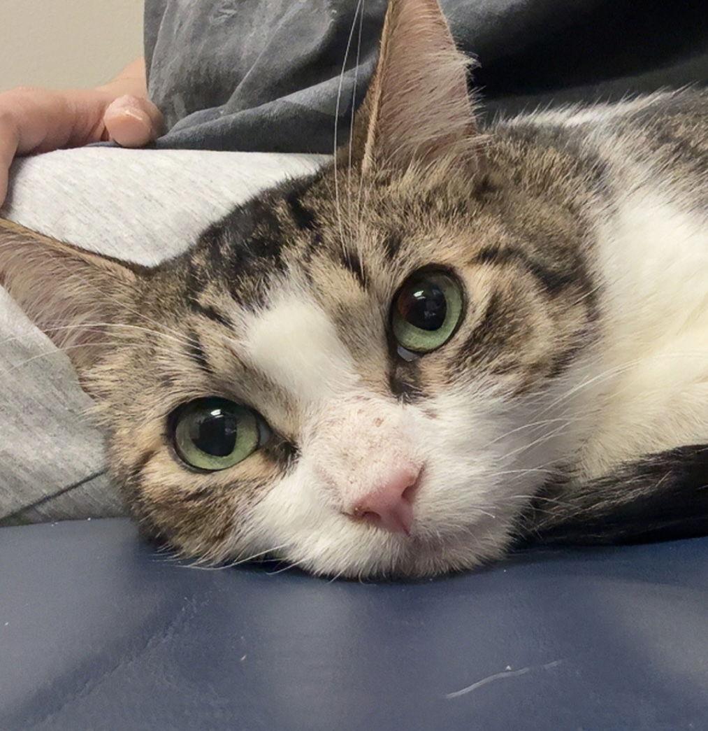 Gary, Adopted, Adult Male Domestic Short Hair & Tabby.