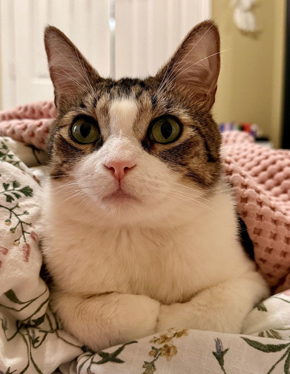 Enlarge Gary, a Adopted mixed breed in Garland, TX image 2/3