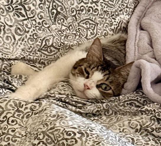 Enlarge Gary, a Adopted mixed breed in Garland, TX image 3/3