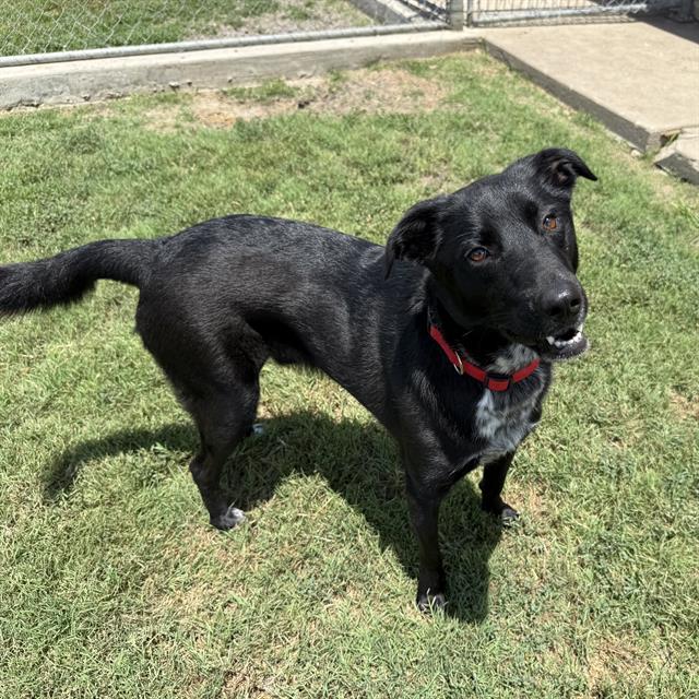 JASPER, Adoptable, Young Male Labrador Retriever & Mixed Breed.