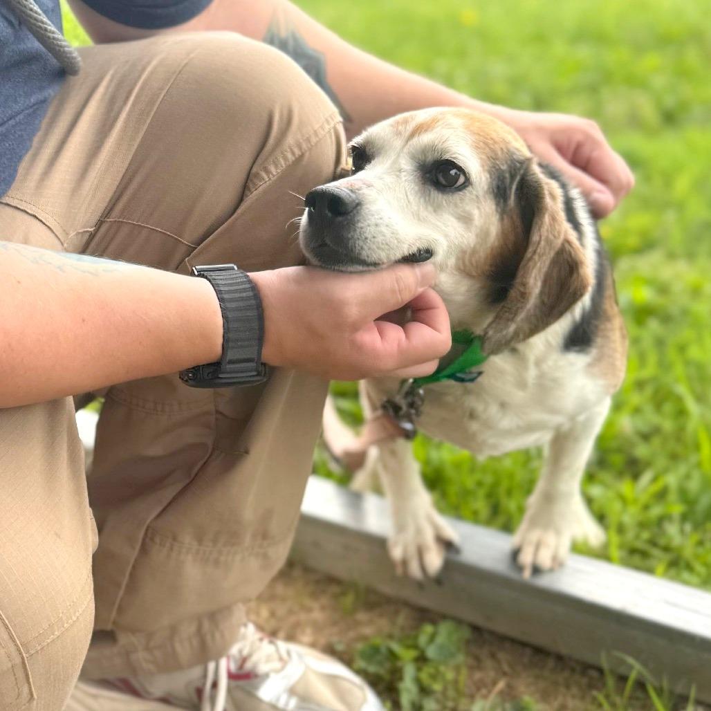 Mossy Oak, a Adoptable Mixed Breed in Hendersonville, NC image 1/6