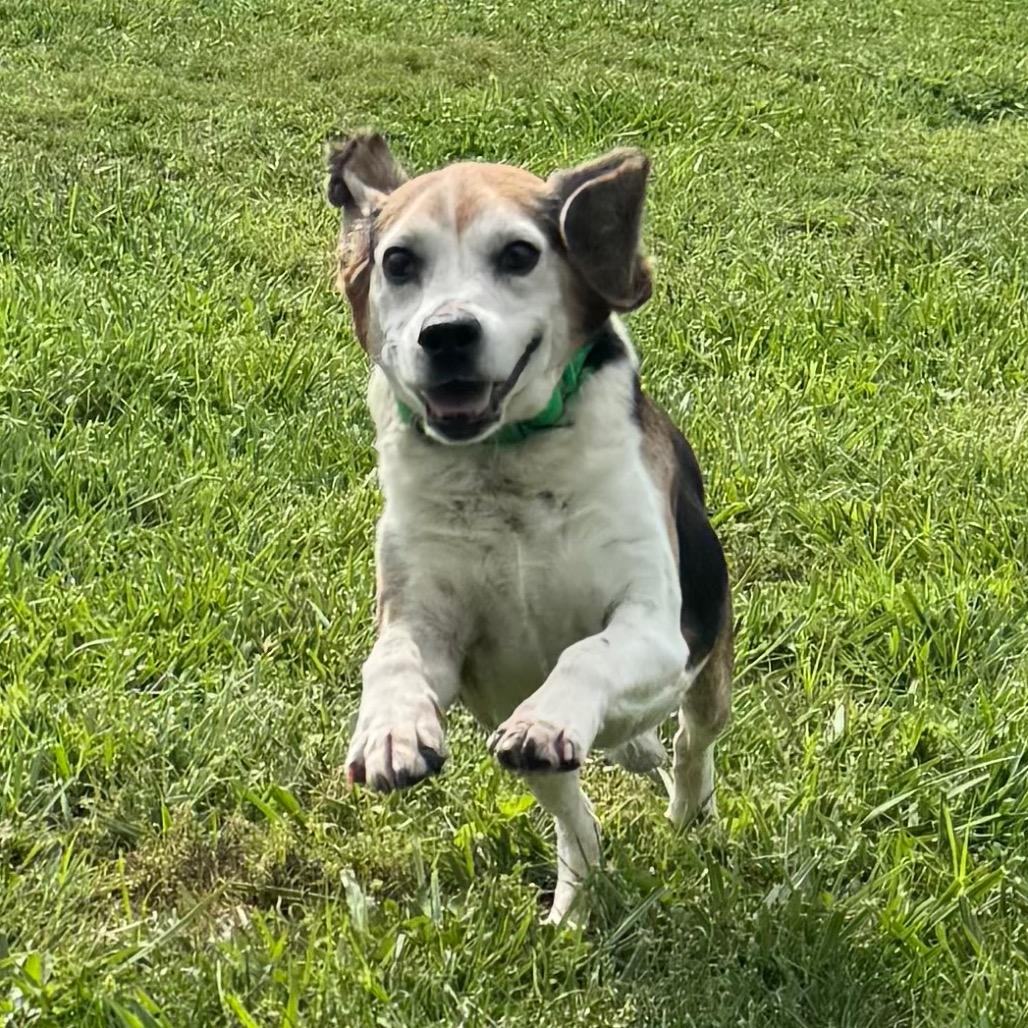 Mossy Oak, a Adoptable Mixed Breed in Hendersonville, NC image 3/6