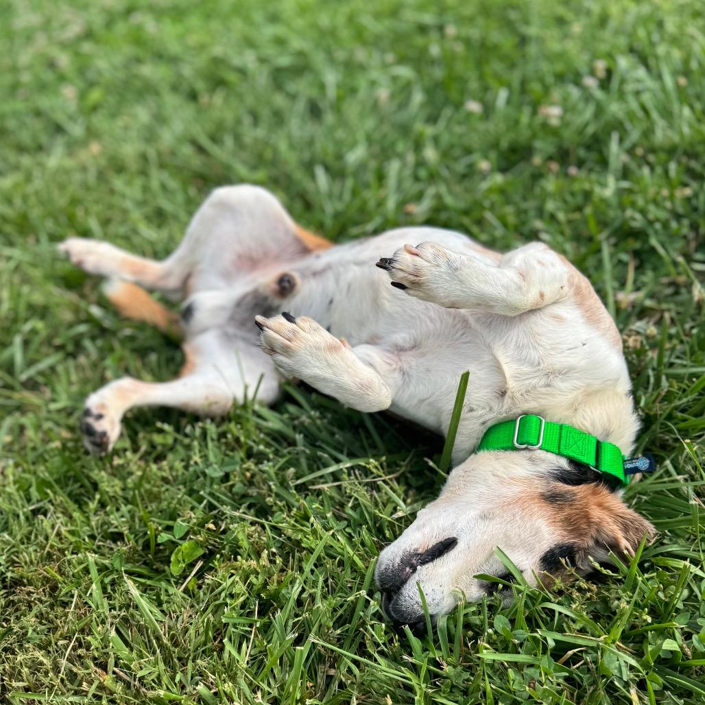 Mossy Oak, a Adoptable Mixed Breed in Hendersonville, NC image 5/6