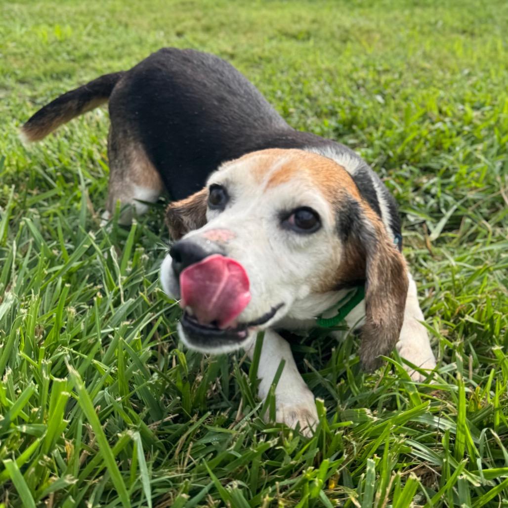 Mossy Oak, a Adoptable Mixed Breed in Hendersonville, NC image 6/6