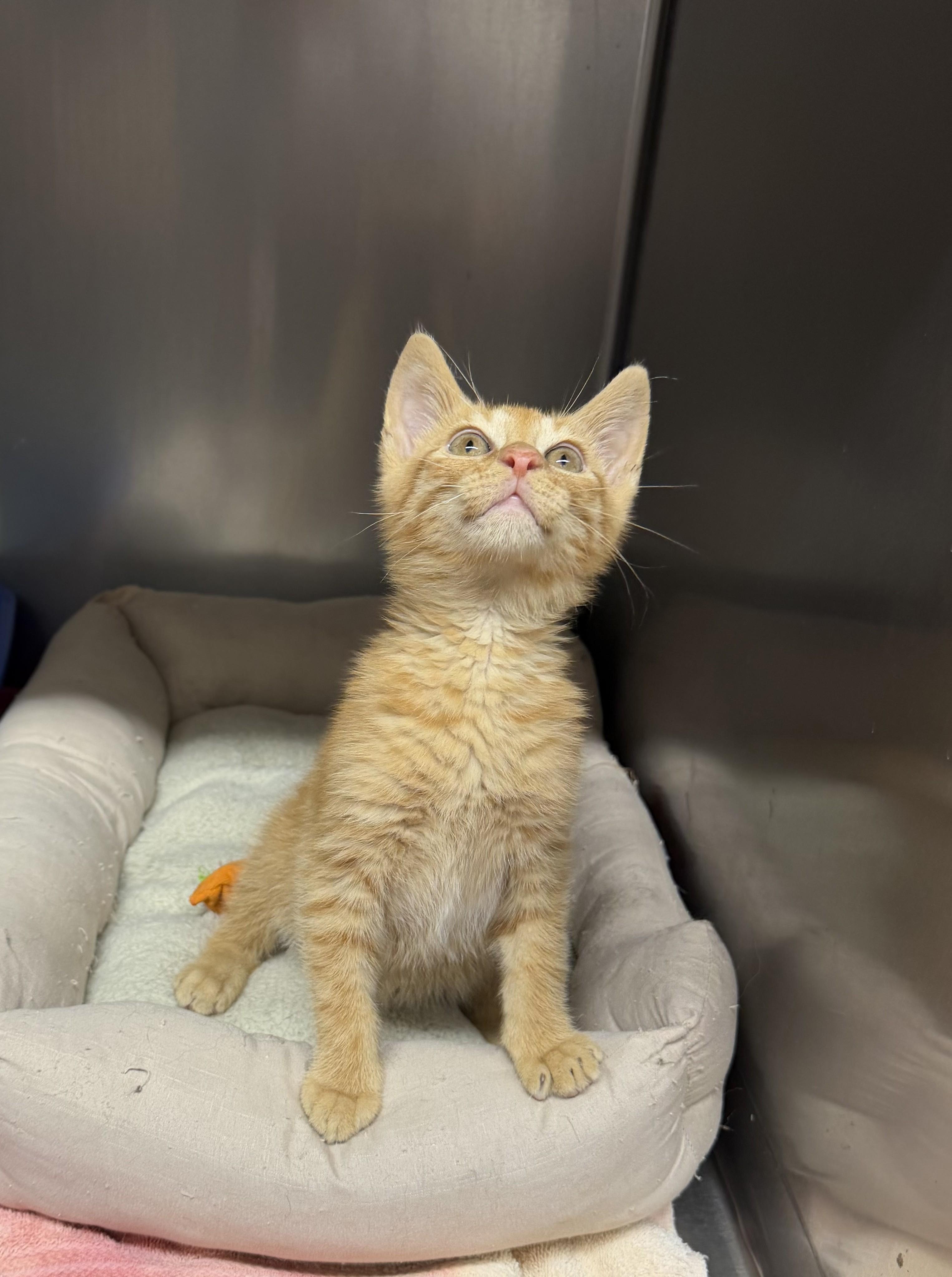 KITTEN Colonel Mustard -- Visit Me At Vet Med Center, a Adoptable Domestic Short Hair in Alpharetta, GA image 3/3