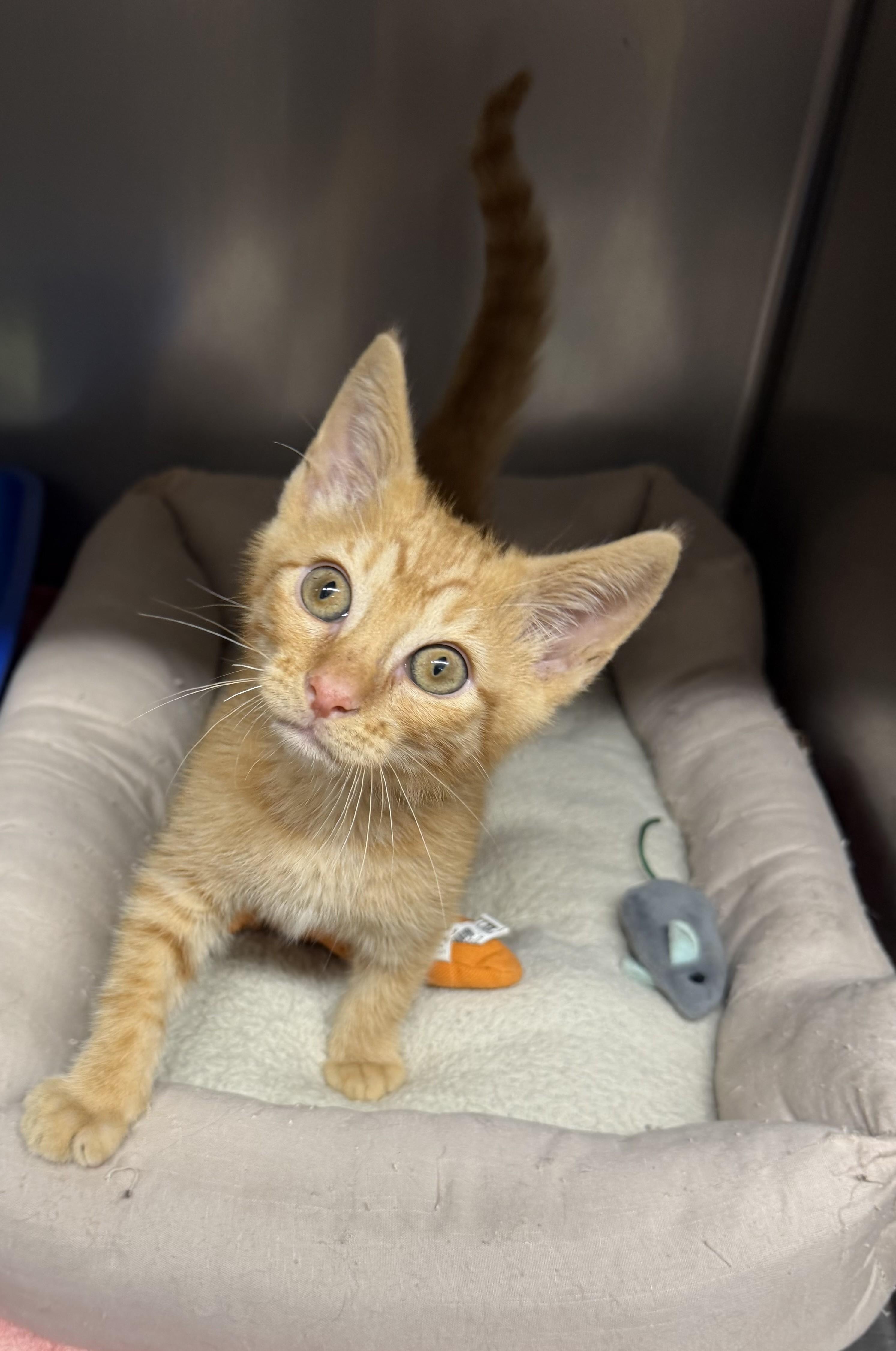 KITTEN Colonel Mustard -- Visit Me At Vet Med Center, a Adoptable Domestic Short Hair in Alpharetta, GA image 1/3