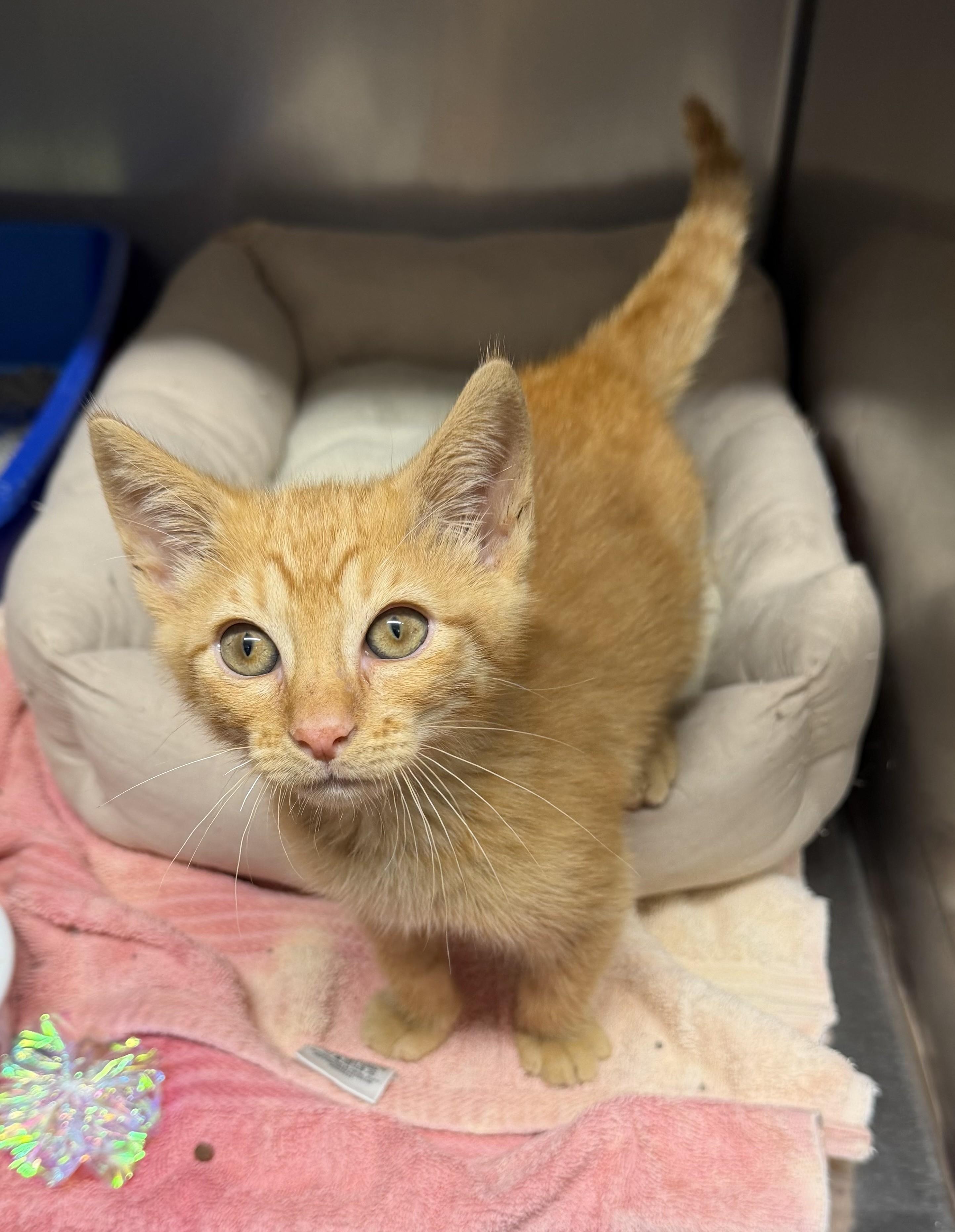 KITTEN Colonel Mustard -- Visit Me At Vet Med Center, a Adoptable Domestic Short Hair in Alpharetta, GA image 2/3