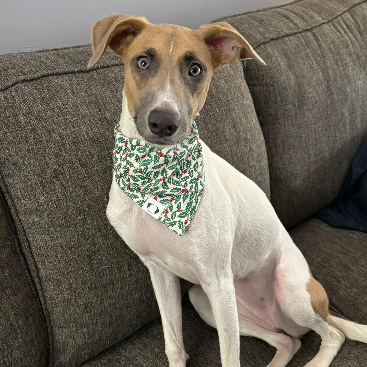 Barbie, a Adoptable mixed breed in Williamsburg, ON image 1/5