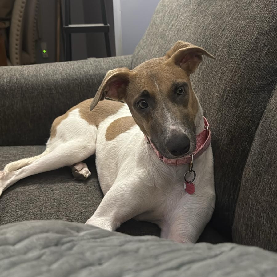 Barbie, a Adoptable mixed breed in Williamsburg, ON image 2/5