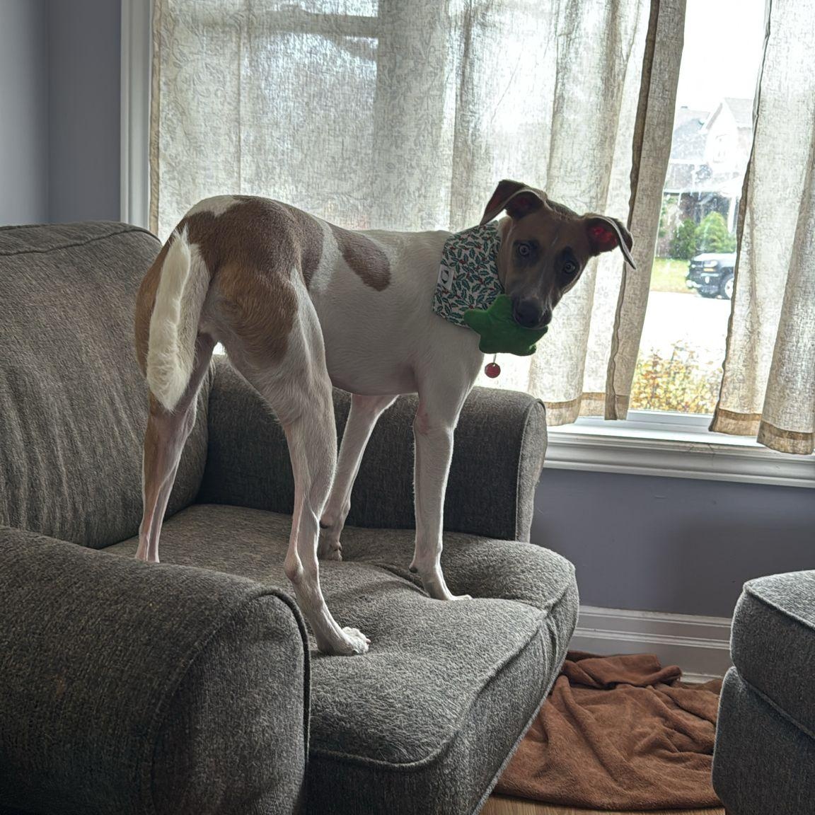 Barbie, a Adoptable mixed breed in Williamsburg, ON image 3/5