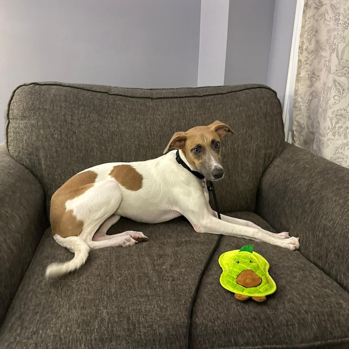 Barbie, a Adoptable mixed breed in Williamsburg, ON image 4/5