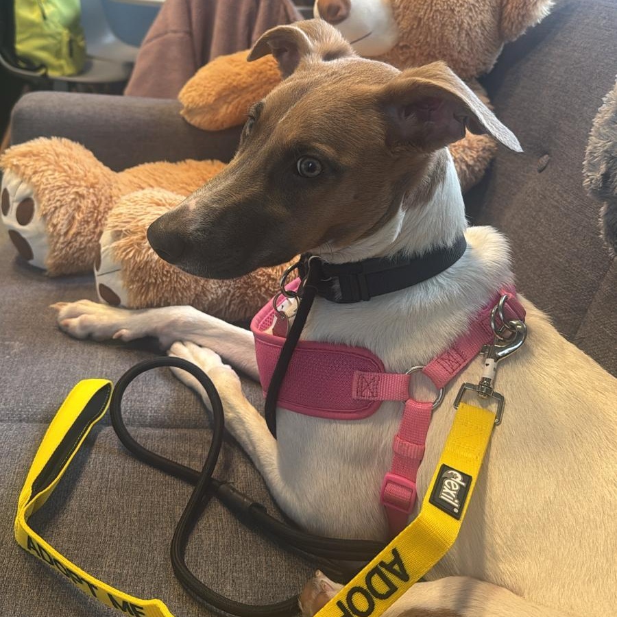 Barbie, a Adoptable mixed breed in Williamsburg, ON image 5/5