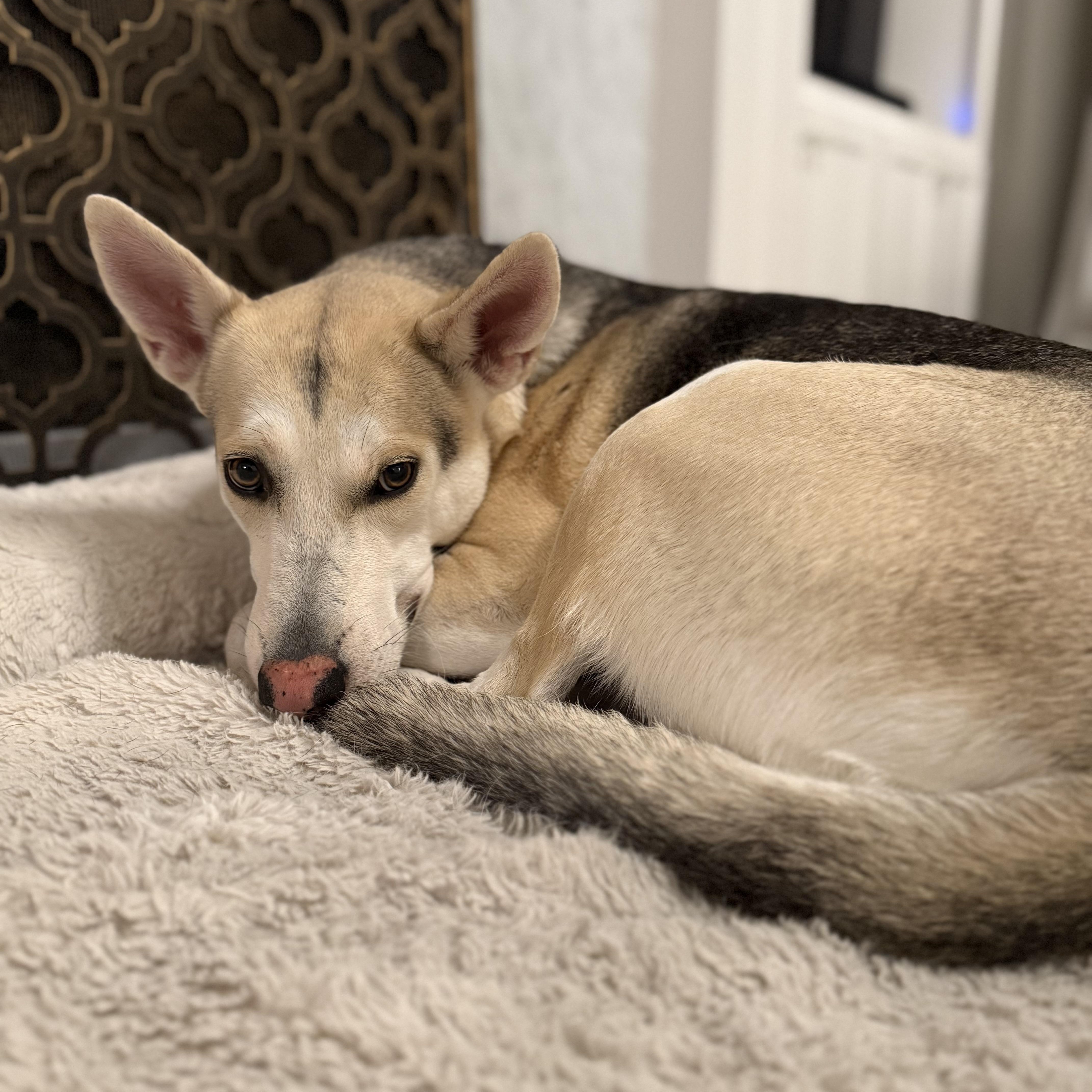 Spice, a Adoptable German Shepherd Dog in Casper , WY image 3/6