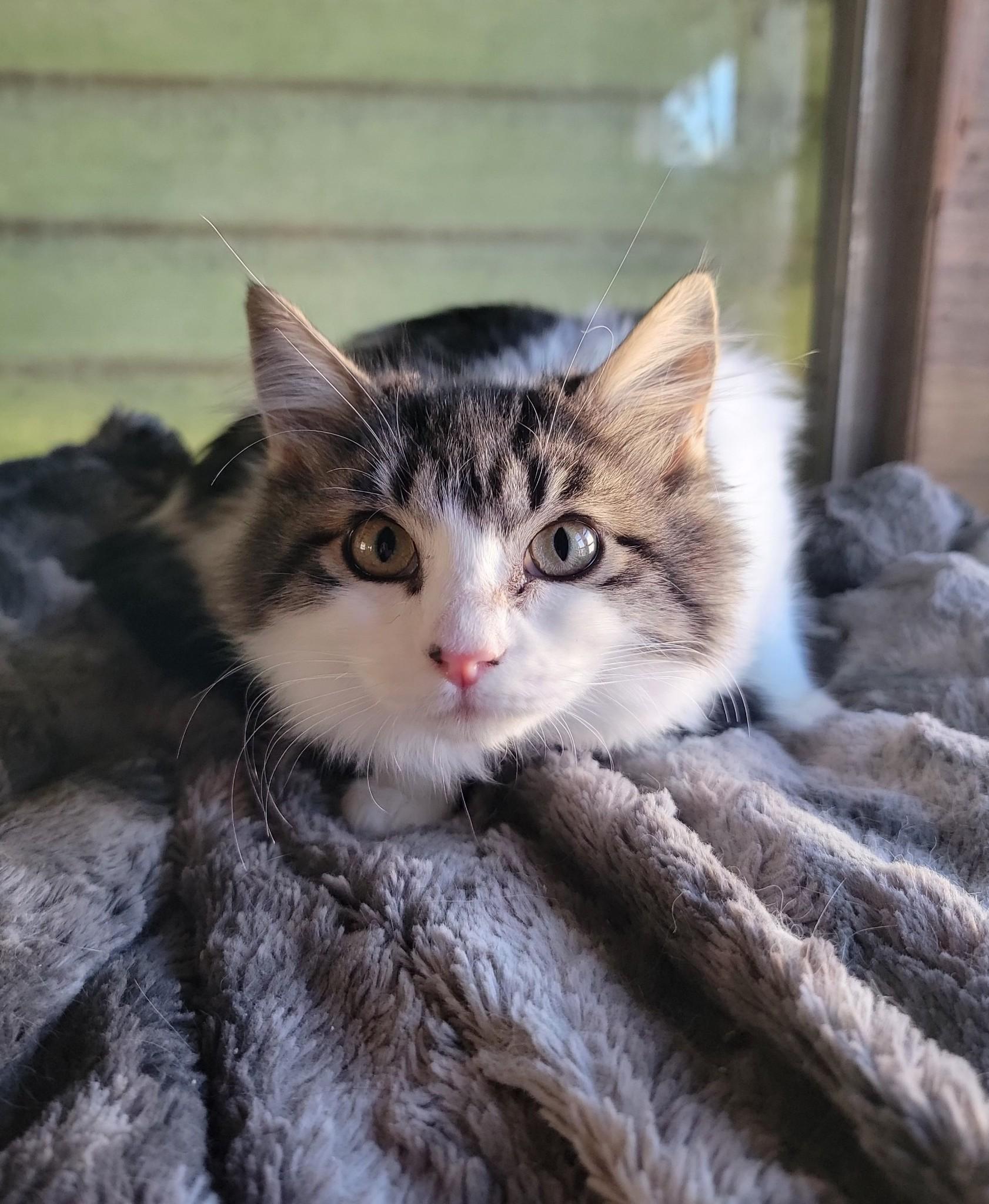 Coulee, ADOPTABLE, Kitten Female Domestic Medium Hair.