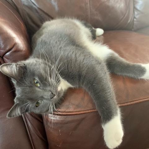 Emmy (Monroe ACO Kitten 2), Adoptable, Young Female Domestic Medium Hair.